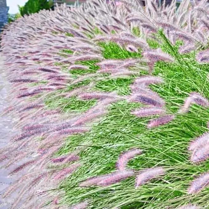 Pack 3 Fountain Grass Plants Live, 5-9 Inch Tall, Ornamental Grasses Live Plants Perennial, Well-Rooted Perennial Grass Clumps (Mix Fountain Grass) by GreenHaven Gardens