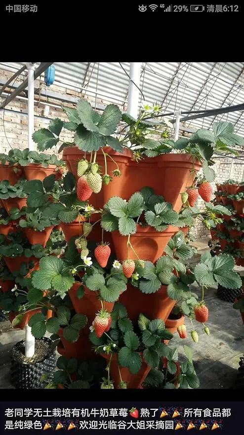 Mr. Stacky 5-Tier Strawberry Planter Pot, 5 Pots by GreenHaven Gardens