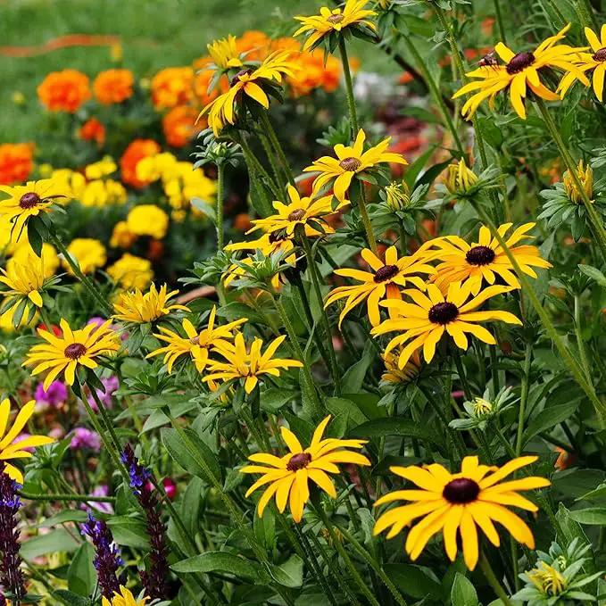 Wildflower Seeds Bulk - Meadow Wildflower Seed Mix, 5 Lbs Bulk, Annual & Perennial Wildflowers Seeds for Planting, Wild Flower & Grass Garden Mixture, Mountain Valley Seed Company by GreenHaven Gardens
