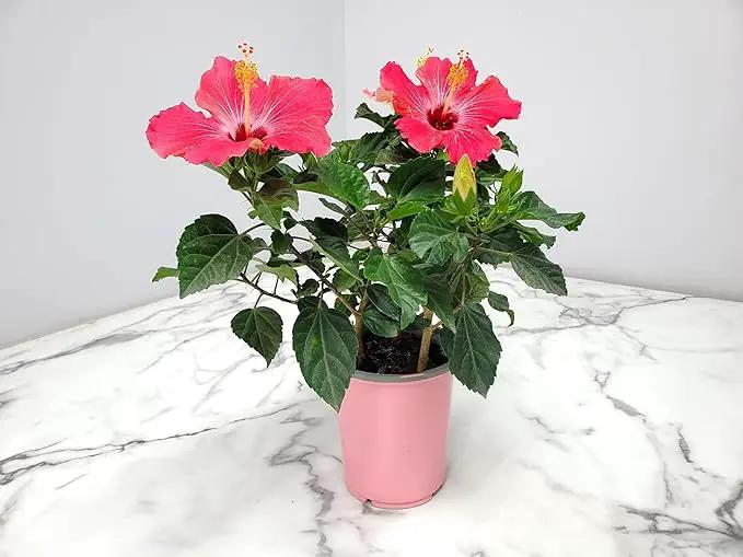 Tropical Plants of Florida - Pink Hibiscus Bush Dwarf - Tropical Flowering Plant Large - 12" to 16" Overall Height - 1 Gallon Planter (Plant Only) by GreenHaven Gardens