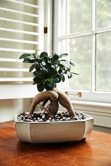Bonsai All-Purpose Fertilizer by The Bonsai Supply – 2Lbs | Quick Results | Micro Nutrients for Vital Bonsai Health by GreenHaven Gardens
