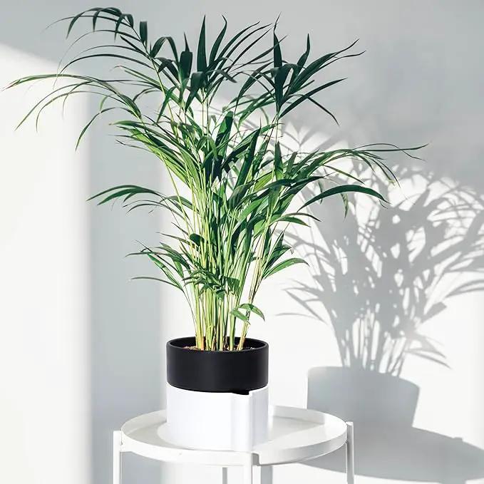 Phoenix Vine 6.5 Inch Self-Watering Planter Pot with Terracotta Insert, Deep Water Reservoir, and Ceramic-Alike BPA-Free Plastic Pot for Plant, Modern Planter for Houseplants, White/Black, 53-B-S-4 by GreenHaven Gardens