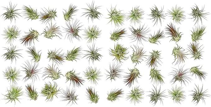 Air Plants Bulk - Tillandsia Ionantha Wholesale Pack, Regular 1-3" - 50ct - Live Arrival Guaranteed - House Plants for Home Decor & Gift by GreenHaven Gardens