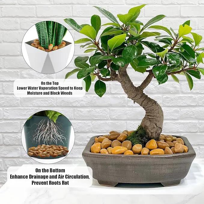 5 Lbs River Rocks for Plants,0.8-1.5 Inch Decorative Ornamental Pebbels, High Polished Stones for Garden Landscaping, Smooth Gravel Filler for Outdoor Plants, Succulents, Fish Tank and Vases, Yellow by GreenHaven Gardens