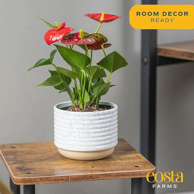 Costa Farms Anthurium, Live Indoor House Plant with Red Flowers, Easy Care Plant in Modern Plant Pot, 12-Inches Tall | Valentines Day Gift | Valentines Day Decoration by GreenHaven Gardens