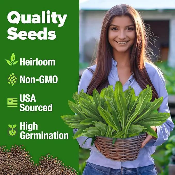 HOME GROWN Culantro Seeds - 720+ 𝗡𝗢𝗡-𝗚𝗠𝗢, 𝗨𝗦𝗔-𝗦𝗢𝗨𝗥𝗖𝗘𝗗 Heirloom Herb Seeds for Planting, Slow-Bolting, Flavorful Cilantro Alternative, Great for Outdoor Herb Gardens (Eryngium foetidum) by GreenHaven Gardens