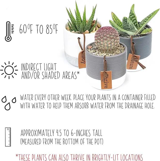 Succulents Plants Live in Plant Pot Set (3 Pack), Succulent Cactus Plants Live Plants, Indoor Plants Live Gardening Gifts for Plant Lovers, Live Succulents Plants Live Houseplants by Plants for Pets by GreenHaven Gardens