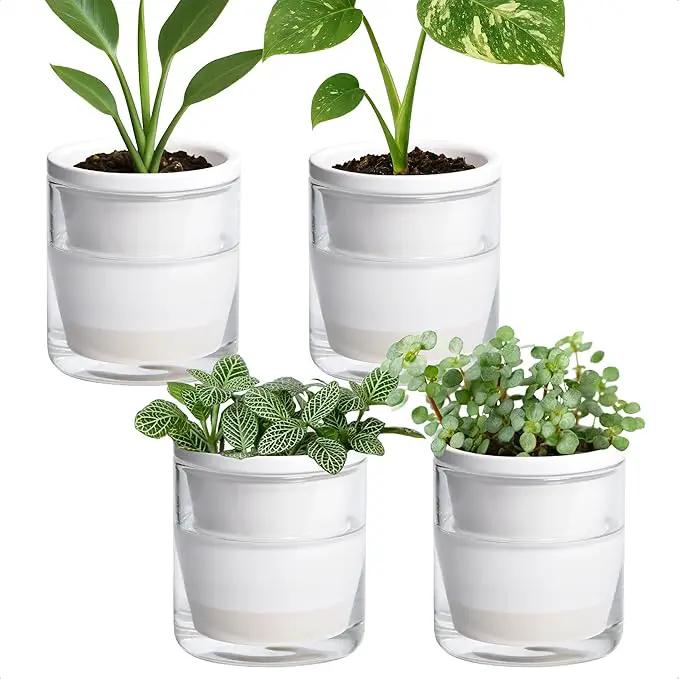 D'vine Dev 4 Inch Design Self Watering Planter for Indoor Plants, White Terracotta Pots with Cylinder Glass Cup, Set of 4, 37-Z-A-2-F by GreenHaven Gardens