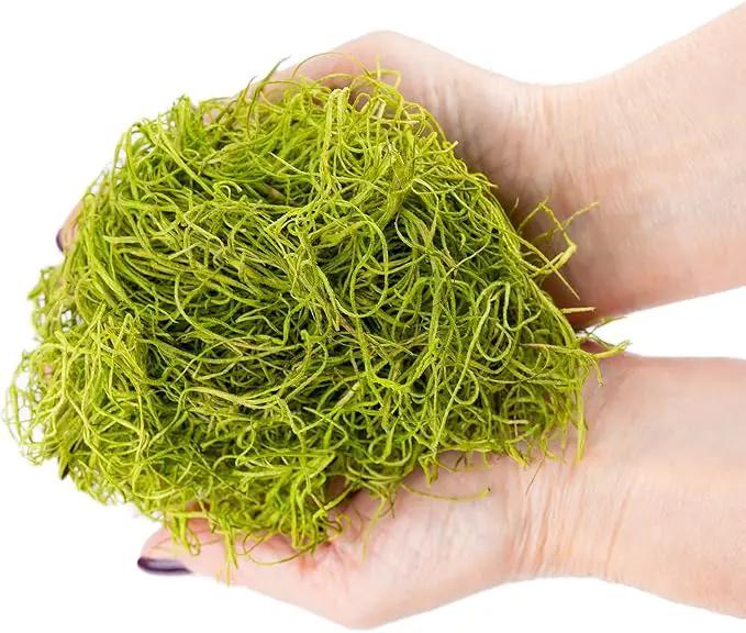 Premium Spanish Moss in Spring Green| Natural Preserved - Great Ground Cover - Filler for Potted Plants - by GARDENERA - 4 Quart Bag by GreenHaven Gardens