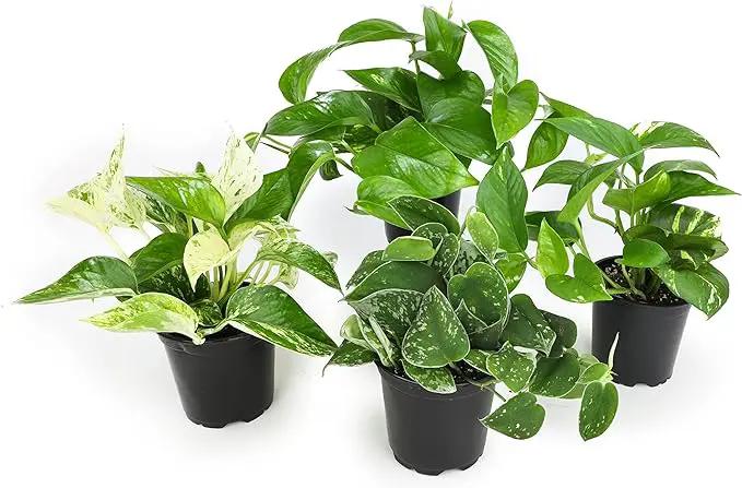 Altman Plants Live Succulents (20 Pack) & Live Pothos Plants (4PK) Indoor House Plants by GreenHaven Gardens