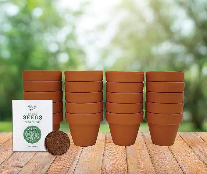 BUZZY Daisy Seeds & Genuine Terracotta 5cm Mini Pot Bulk Pack (20 Count), Includes 20 Each of pots, Soil pellets and Seeds - Great for Favors, Crafts, School Projects - Guaranteed to Grow by GreenHaven Gardens