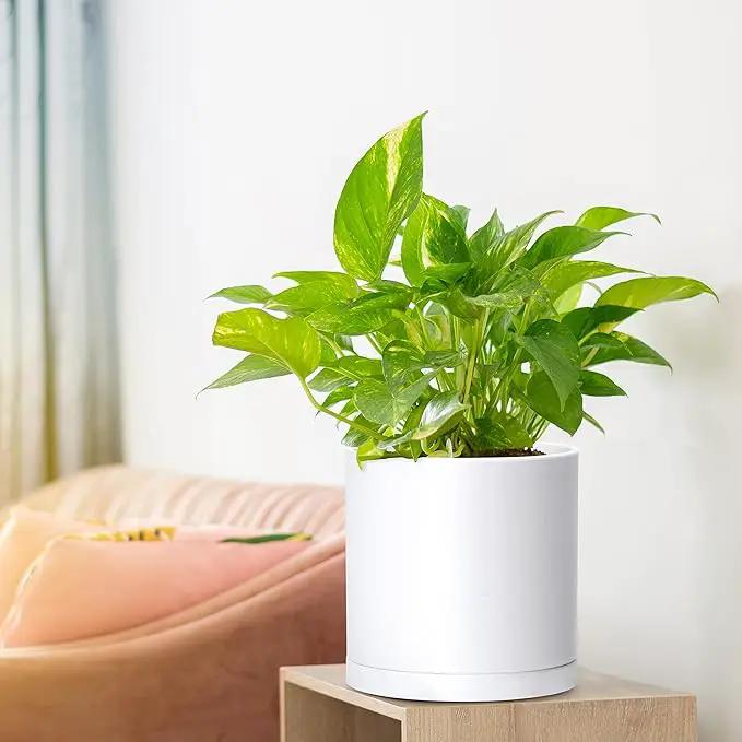 D'vine Dev 2 Pack 6.5 Inch Modern Plastic Plant Pots, Small Garden Planters for Plant with Drainage Holes and Saucers, White Color, 74-Z-L-1 by GreenHaven Gardens