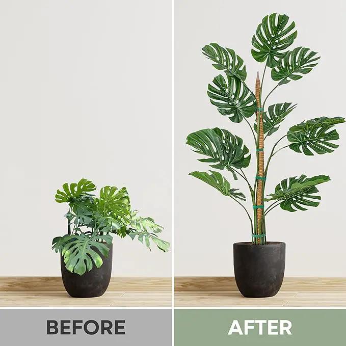 2 Pack 63'' Bendable Moss Pole Monstera Plant Support for Climbing Indoor Plants - Stakes for Potted Climbers - Tall Sticks Indoor Trellis for Houseplants - Accessories for Monstera Pot by GreenHaven Gardens