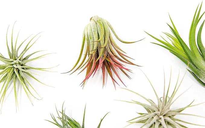 24 Pack Air Plants Assorted Tillandsia Ionantha - Live Succulent House Plants - Available in Wholesale and Bulk - Home and Garden Decor - Easy Care Indoor and Outdoor Plants by GreenHaven Gardens