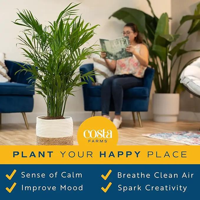 Costa Farms Majesty Palm Live Plant, Indoor and Outdoor Live Palm Tree, Potted in Premium Decor Planter, Tropical Patio, Balcony, Home Decor, Perfect House Plant Gift for Housewarming, 3-4 Feet Tall by GreenHaven Gardens