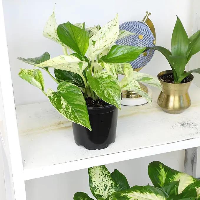 Marble Queen Pothos Plant in 4 Inch Planter Pot for Plants, Low Light Plants Live Houseplants, Pothos Live Plant Decor, Live Plants Indoor Plants Live Houseplants Live Indoor Plants by Plants for Pets by GreenHaven Gardens