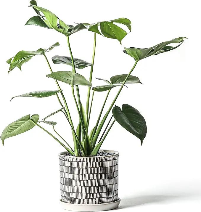 8 Inch Plant Pot: Ceramic Planter with Drainage Hole & Saucer - Cylinder Flowerpot for Indoor & Outdoor Plants - with Separate Tray for Home & Office - Striped Design by GreenHaven Gardens