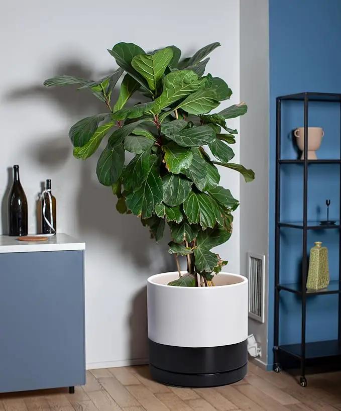 D'vine Dev 12 Inch Ceramic Planter Pot with Drainage Hole and Saucer, Indoor Cylinder Round Planter Pot, Layered Monochrome Black & White, 94-O-F-L by GreenHaven Gardens