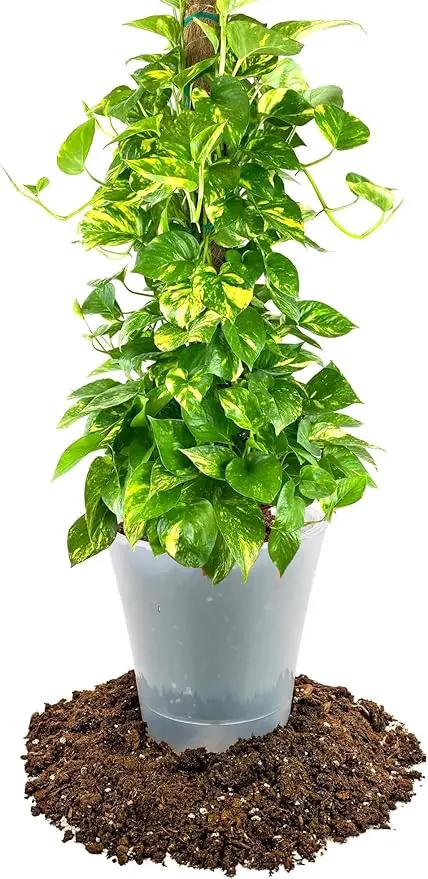 Premium Pothos Potting Soil Mix - Air Cleaning Plant Potting Mix, Soil Mix for Pothos, Parlor Palm, Peace Lily - (4 Quart Bag) by GreenHaven Gardens