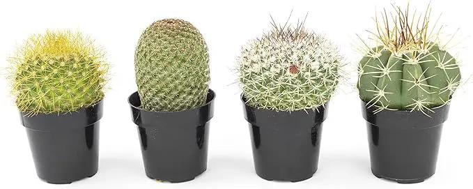 Altman Plants, Assorted Cactus Plants Live Cactus Decor (4PK), Cactus Plant Live Succulents Plants Live in Cactus Soil Potting Mix, Live Cacti Plants Live Succulent Plants Live Plants in Cactus Pot by GreenHaven Gardens