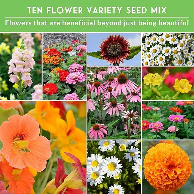 Survival Garden Seeds 10 Flower Collection - Four O’Clock, Chamomile, Shasta Daisy, Purple Coneflower, Marigold, Morning Glory, Nasturtium, Snapdragon, Sunflower, Zinnia - Non-GMO Heirloom Varieties by GreenHaven Gardens