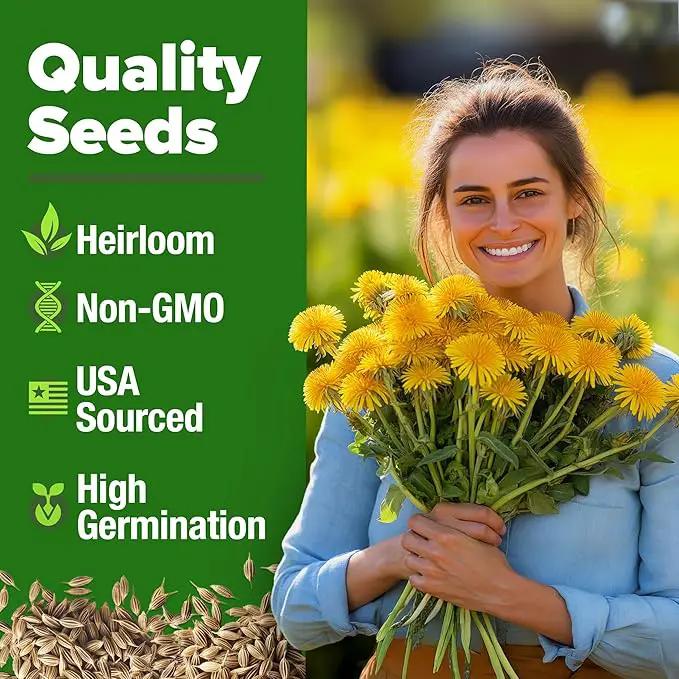 HOME GROWN 𝗨𝗦𝗔 𝗣𝗥𝗘𝗠𝗜𝗨𝗠 Dandelion Seeds for Planting – 600 Heirloom Medicinal Herb Seeds (~0.3g) 𝗡𝗢𝗡-𝗚𝗠𝗢 Grow Edible Leaves and Flowers for Remedies or Wildlife (Taraxacum officinale) by GreenHaven Gardens