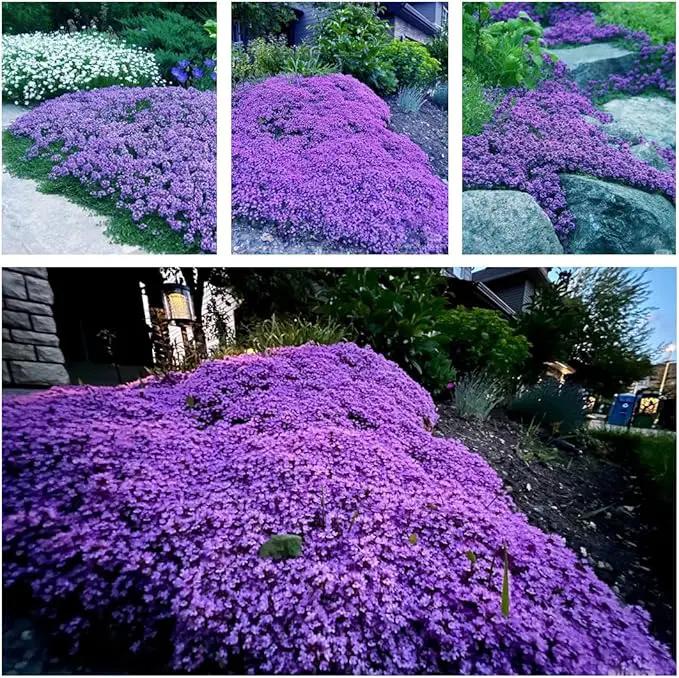20,000+ Creeping Thyme Seeds Ground Cover, Non-GMO Perennial Flower Seeds, Hardy Thymus Serpyllum, Creeping Phlox Alternative for Landscaping & Garden Paths (Purple) by GreenHaven Gardens