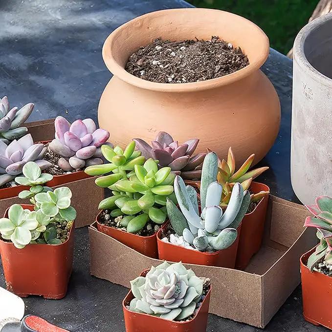 Altman Plants, Live Succulents Plants Live Houseplants (6PK), Succulents Live Plants Live House Plants Indoors Live, Live Cactus Plants Live Cacti Succulent Plants Live Indoor Plants Live Houseplants by GreenHaven Gardens