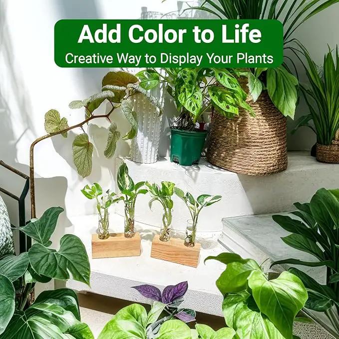 Ivolador Propagation Stations Double Test Tube Plants Terrariums in Wooden Stand Propagation Station for Hydroponic Plants Office Home Decoration by GreenHaven Gardens