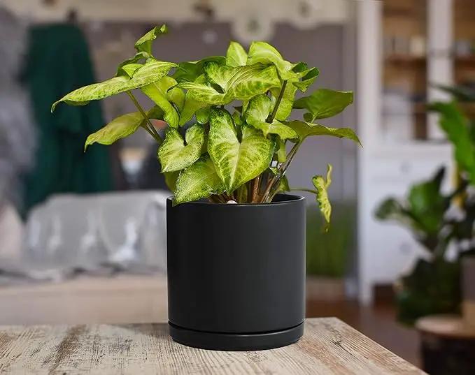 D'vine Dev Set of 2 Plants Pots, 6 Inch Ceramic Planter Pot for Plants with Drainage Hole and Saucer, Black, 94-V-C-2 by GreenHaven Gardens