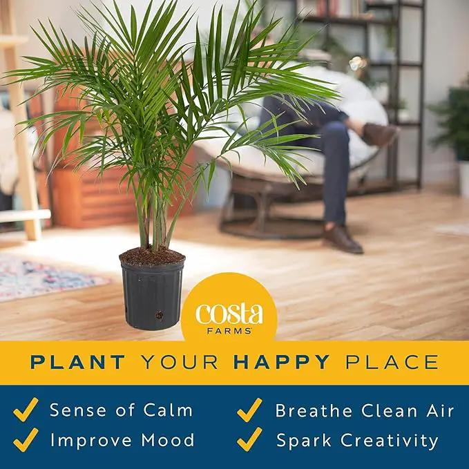 Costa Farms Majesty Palm Tree, Live Indoor Plant Potted in Grower Pot, Tropical Houseplant in Potting Soil, Patio Home Decor or Room Decor, Housewarming, 3-4 Feet Tall by GreenHaven Gardens