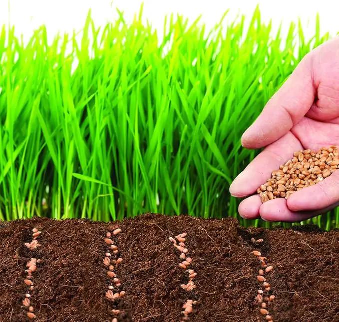 ZeeDix 50pcs 50mm Coco Coir Pellets, Compressed Soil Pellets Coconut Coir Seed Starter Discs Seed Starting Pellets Discs Potting Soil for Outdoor Plants Flowers Bonsai Herbs and Vegetables by GreenHaven Gardens