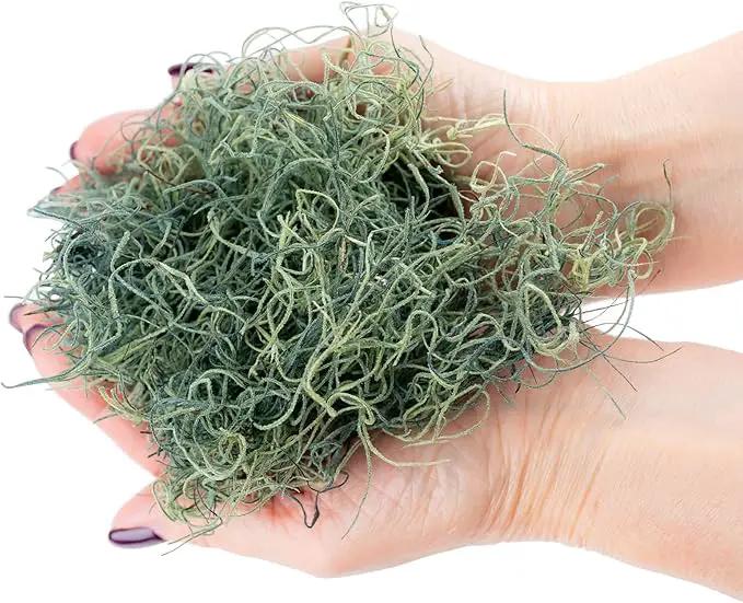 Premium Spanish Moss in Basil| Natural Preserved - Great Ground Cover - Filler for Potted Plants - by GARDENERA - 1 Quart Bag by GreenHaven Gardens
