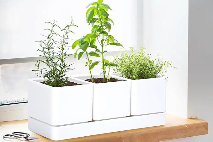 D'vine Dev Herb Garden Planter Set, Plastic Plant Pots with Drainage and Saucer, Indoor Succulent Cactus Vegetable Pot for Windowsill, Garden Balcony, White, Set of 2, 76-V-A-2 by GreenHaven Gardens