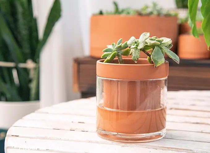 Phoenix Vine 4 Inch Self Watering Planter Pot, Terracotta Clay Pot with Glass Reservoir for Indoor Plants, Herbs, Flowers, Set of 2, 52-A-E-2 by GreenHaven Gardens
