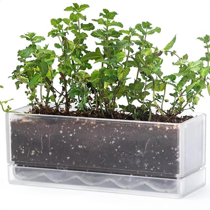 D'vine Dev 12 Inch Window Box Planter, Rectangle Plastic Herb Planter with Drainage Holes and Saucer, Indoor Succulent Cactus Vegetable Pot for Windowsill, Garden Balcony, Clear, Set of 1, 76-X-D-1 by GreenHaven Gardens
