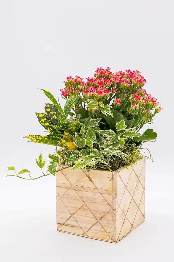 Wood Planter Box with Diamond Cross Hatch Style, 5 Inch Square, Rose Wood, Plastic Liner, Wedding Flowers Holder, Home and Venue Decor (5x5 Diamond Cross Hatch Set of 4, Rose Wood) by GreenHaven Gardens