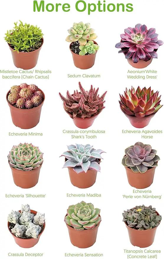 Live Succulent Plants Echeveria 'Agavoides Horse', Easy Care Potted Succulents, Approx 4" D x 4" H, Indoor Houseplant, Unique Gifts, Home Office Décor by GreenHaven Gardens