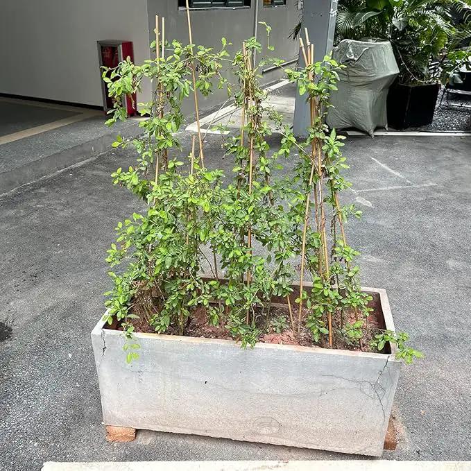 Plant Stakes,12 Inches Natural Garden Bamboo Sticks,BOVITRO 20Pcs Plant Support Stakes for Tomatoes,Beans,Vegetable and Potted Plants by GreenHaven Gardens