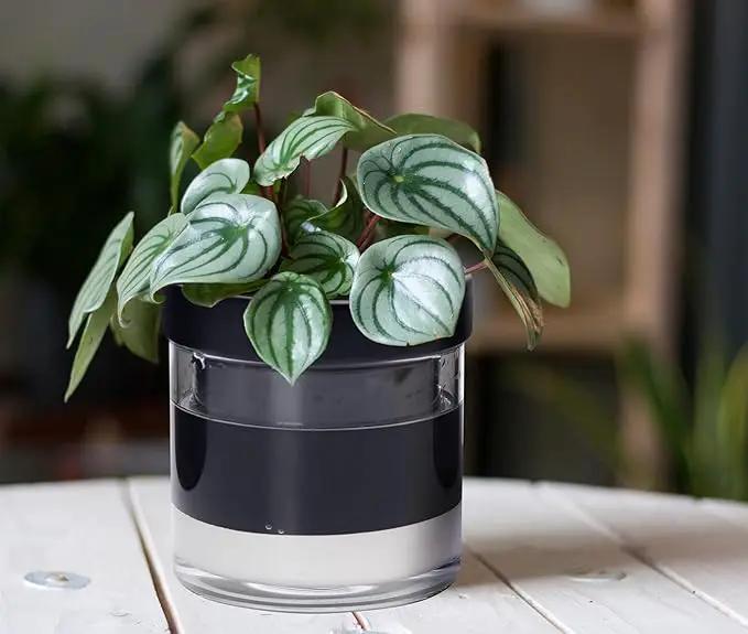 Phoenix Vine 6 Inch Self Watering Terracotta Planter, Black Terracotta Clay Pot with Glass Reservoir for Indoor Plants, Herbs, Flowers, Set of 1, 52-C-F-1 by GreenHaven Gardens