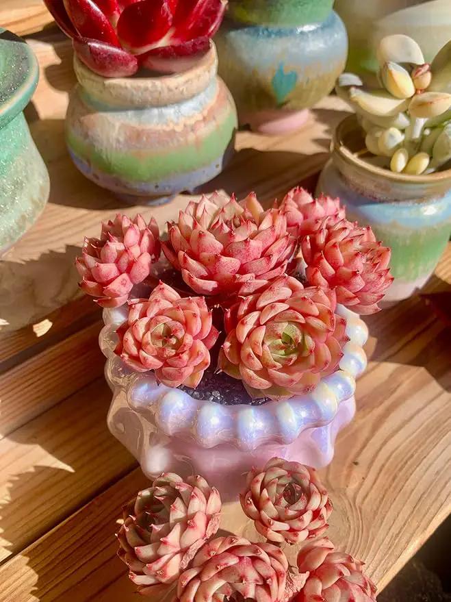 Echeveria Ben Badis Rare Live Succulent Plants, Red 4-5 Heads 3" Live Plant, Package Without Pot & Soil, Garden Indoor Office Desk, Wedding Party Baby Shower Decoration, Friend Plant Lovers Gifts by GreenHaven Gardens
