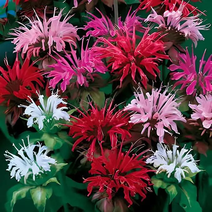 Park Seed Grow Your Own Vibrant Wildflower Garden Mixture, Perfect for Bees, Butterflies, and Hummingbirds, Panaroma Mix, Pack of 100 by GreenHaven Gardens