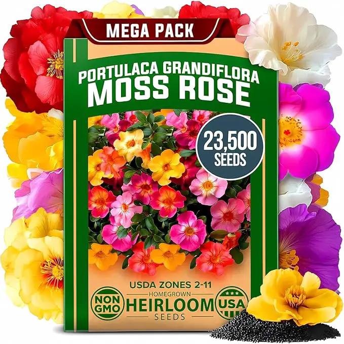 HOME GROWN 23,500+ Moss Rose Seeds (Bulk Pack) Annual Flower for Ground Cover - Heirloom 𝗡𝗢𝗡-𝗚𝗠𝗢 Portulaca Seeds for Planting Outdoors - Great for Low-Maintenance Gardens (Portulaca grandiflora) by GreenHaven Gardens