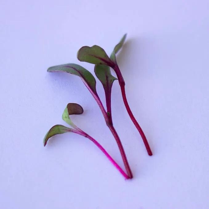 Beet Seeds - Red Round - 1 Oz ~1,500 Seeds - Beta vulgaris - Microgreens Seed - Non-GMO, Heirloom, Open Pollinated, Annual by GreenHaven Gardens