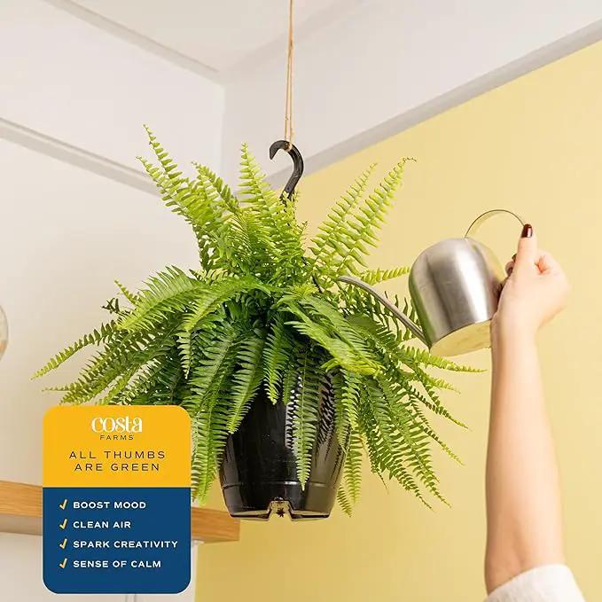 Costa Farms Boston Fern Live Plant, Outdoors or Indoor Houseplant in Hanging Basket Planter, Ferns Soil Mix, Real Plants Gift, Housewarming, Patio, Balcony, Front Porch Decor, 1-2 Feet Tall and Wide by GreenHaven Gardens