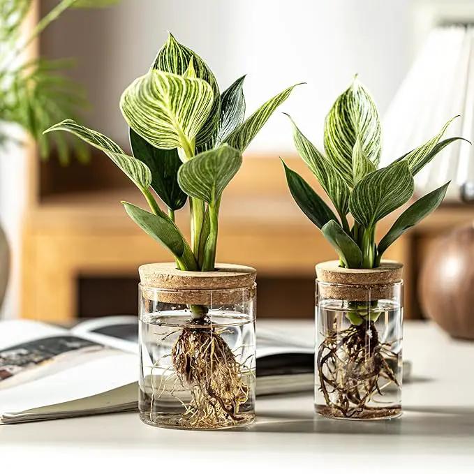 Glass Plant Propagation Stations for Plants – Set of 4(4 Large & 4 Small) Hydroponic Vases for Plant Cuttings,Flower Arrangements, Home & Office Decor–Desktop Vases for Living Room, Bedroom (8) by GreenHaven Gardens