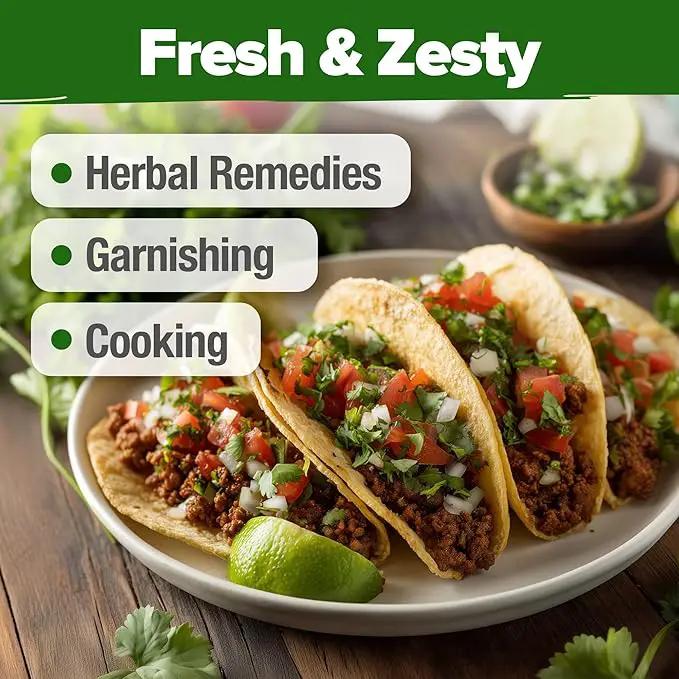 HOME GROWN Cilantro Seeds 250 Calypso & 250 Santo Cilantro for Planting Indoors, Hydroponics or Aerogarden - Heirloom, Non-GMO, Santo Plant, for Your Indoor Herb Garden by GreenHaven Gardens