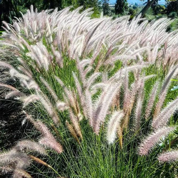Pack 3 Fountain Grass Plants Live, 5-9 Inch Tall, Ornamental Grasses Live Plants Perennial, Well-Rooted Perennial Grass Clumps (White Fountain Grass) by GreenHaven Gardens