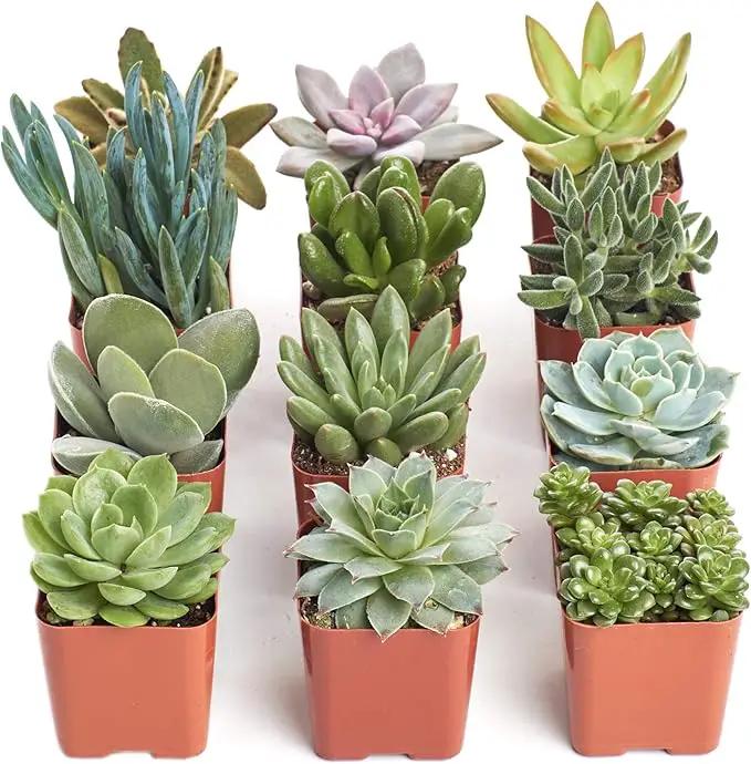 Shop Succulents Unique Succulent Plant Pack Collection - Live Mini Succulent Plants, Low Maintenance, Exceptional Colors & Textures - Wedding and Party Favors, Gift & Garden, Pack of 12 by GreenHaven Gardens