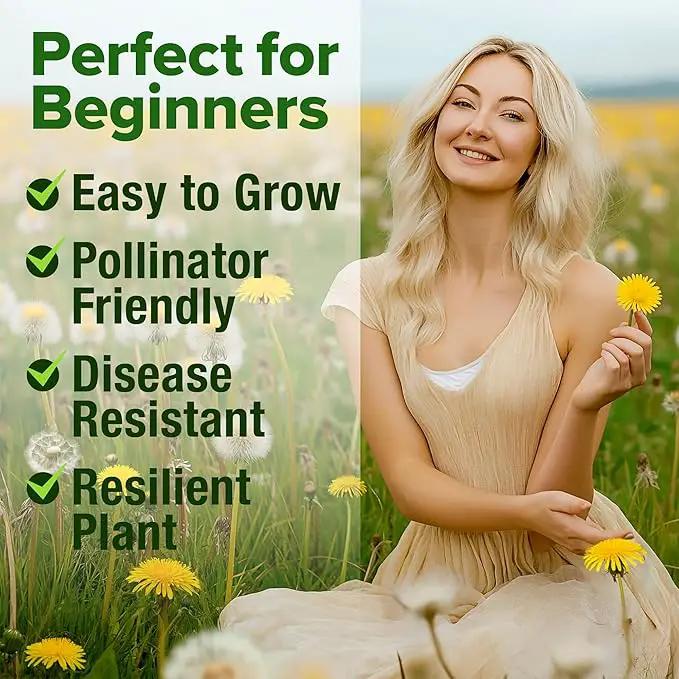 HOME GROWN 𝗨𝗦𝗔 𝗣𝗥𝗘𝗠𝗜𝗨𝗠 Dandelion Seeds for Planting – 600 Heirloom Medicinal Herb Seeds (~0.3g) 𝗡𝗢𝗡-𝗚𝗠𝗢 Grow Edible Leaves and Flowers for Remedies or Wildlife (Taraxacum officinale) by GreenHaven Gardens